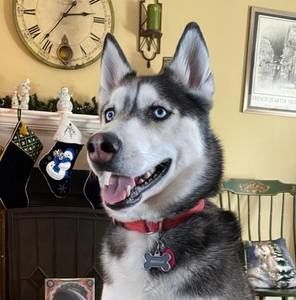 Meet your Posher, Dawn